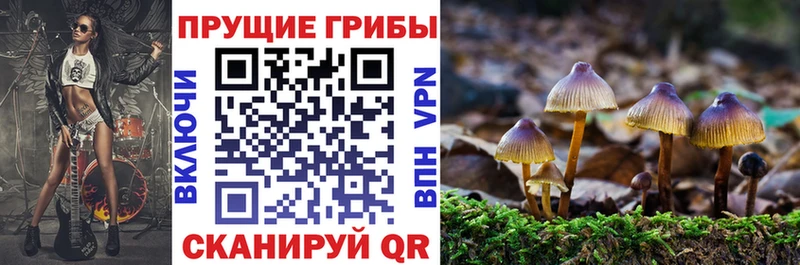 OMG   Ессентуки  Галлюциногенные грибы Cubensis 
